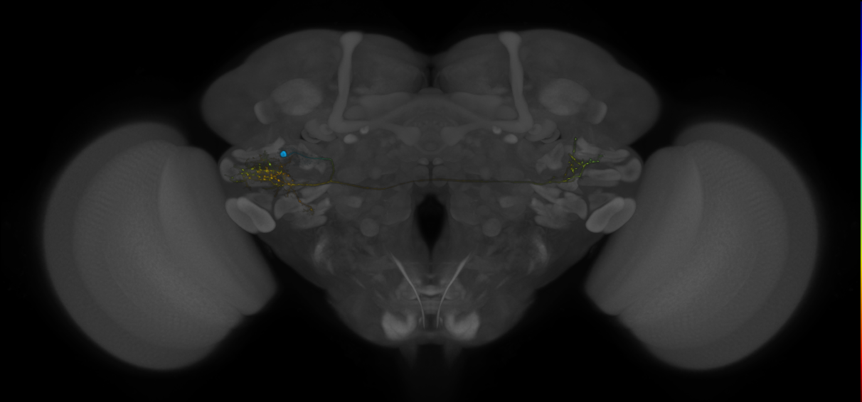 VLPa2_H26(VLP)_0_2018U