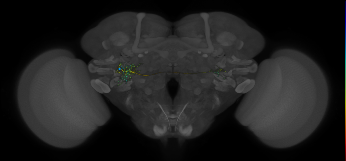 VLPa2_H29(VLP)_0_2018U