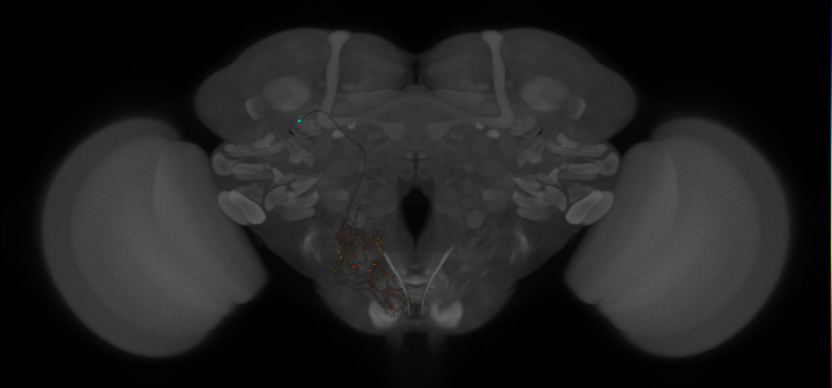 central brain neurons by lineage, Lee2020