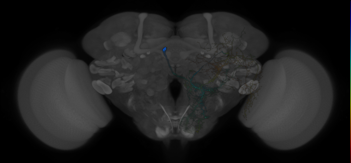 central brain neurons by lineage, Lee2020
