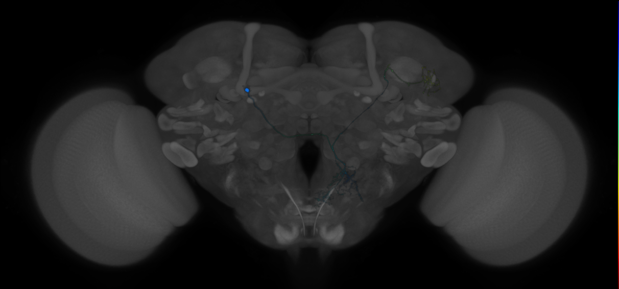 central brain neurons by lineage, Lee2020