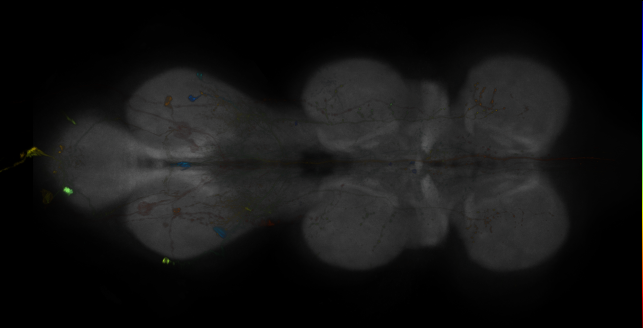 MCFO images of GMR-GAL4 lines from Jenett et al., 2012