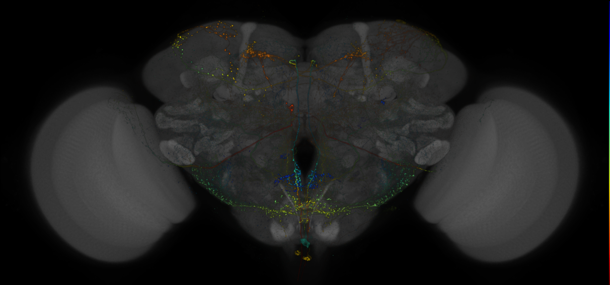 MCFO images of GMR-GAL4 lines from Dionne et al., 2018