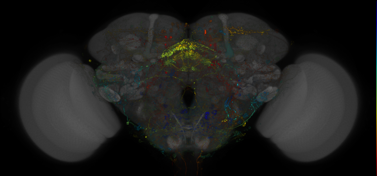 MCFO images of GMR-GAL4 lines from Dionne et al., 2018