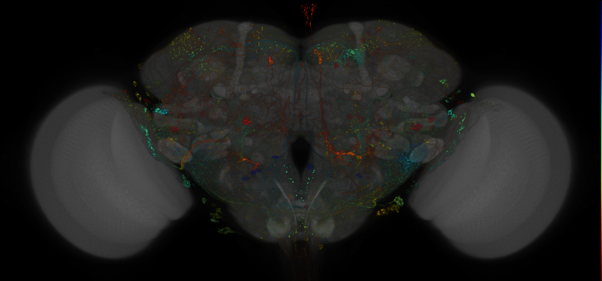MCFO images of GMR-GAL4 lines from Dionne et al., 2018