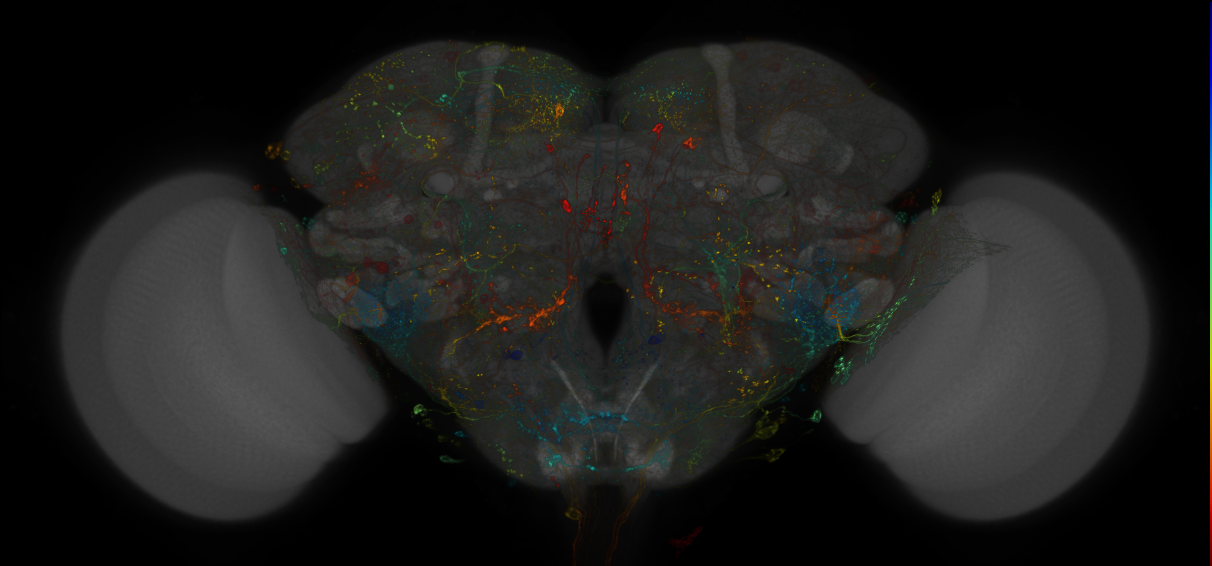 MCFO images of GMR-GAL4 lines from Dionne et al., 2018