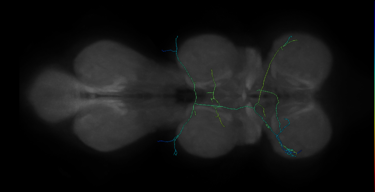 bilateral campaniform sensillum neuron - left T1 - R43C10 MCFO D4 (FANC:546504)