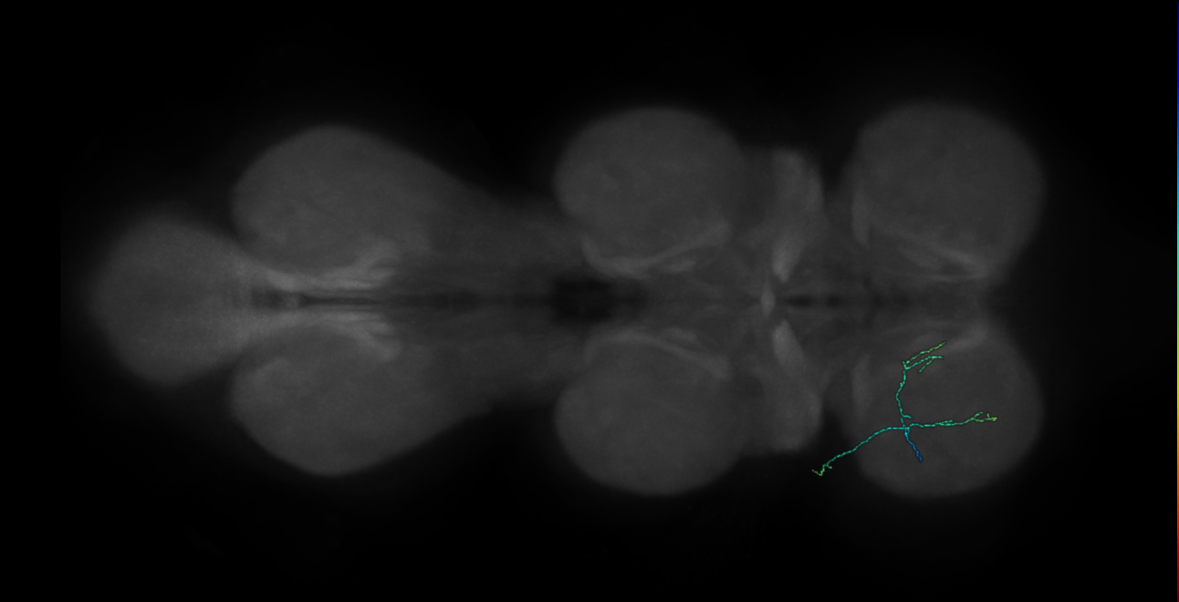 prothoracic femoral chordotonal claw neuron