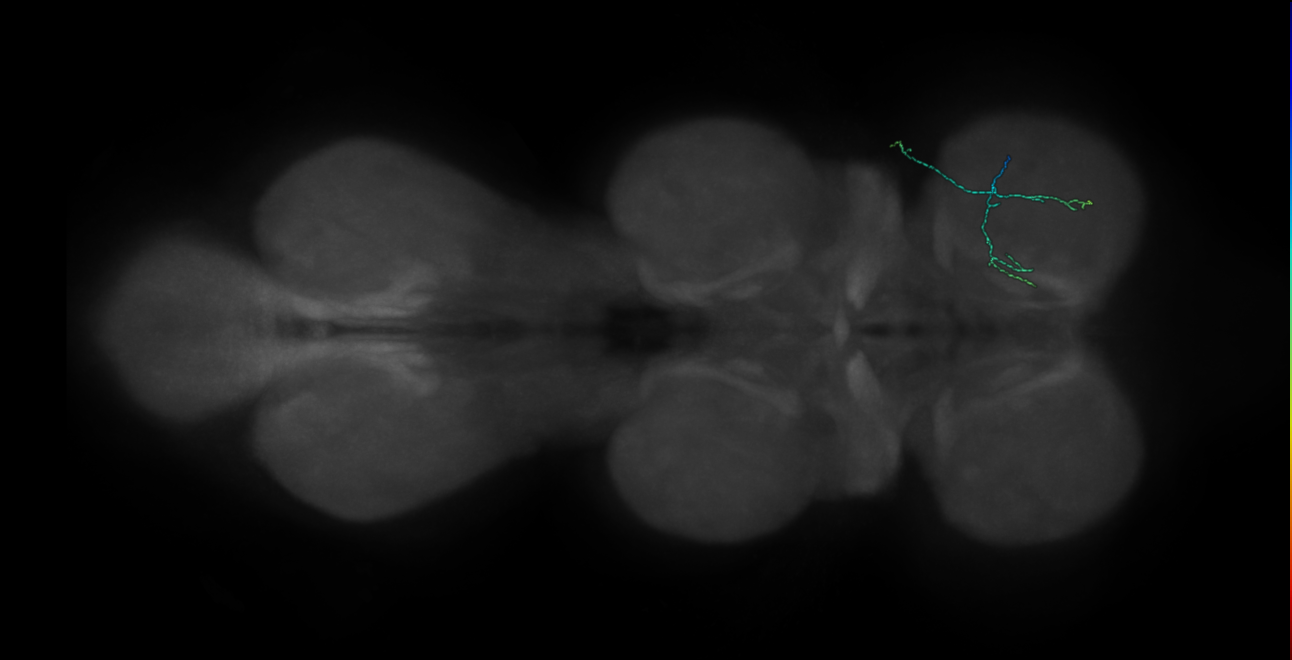 claw chordotonal neuron - right T1 - R43C10 MCFO D4 (FANC:546553)