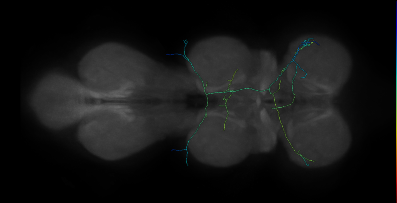 bilateral campaniform sensillum neuron - right T1 - R43C10 MCFO D4 (FANC:546577)