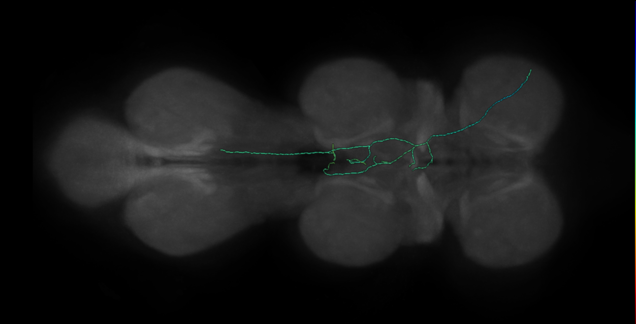 neck chordotonal neuron - right - R43C10 MCFO D4 (FANC:547789)