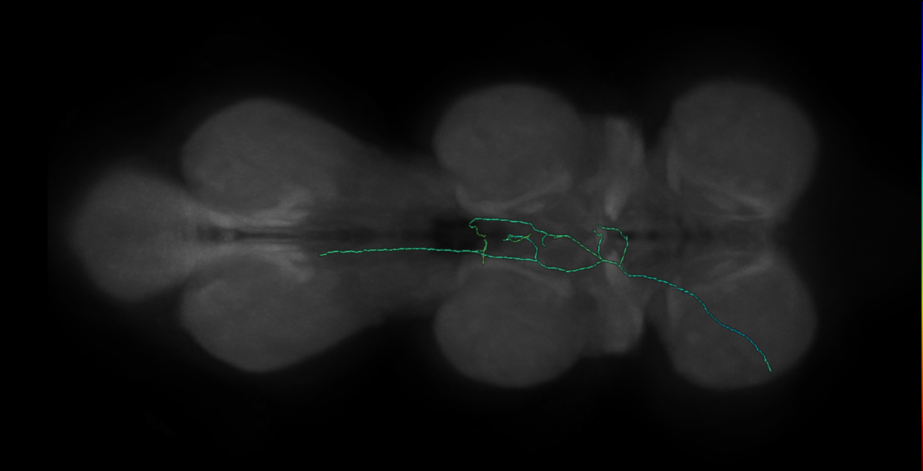 neck chordotonal neuron - left - R43C10 MCFO D4 (FANC:547806)