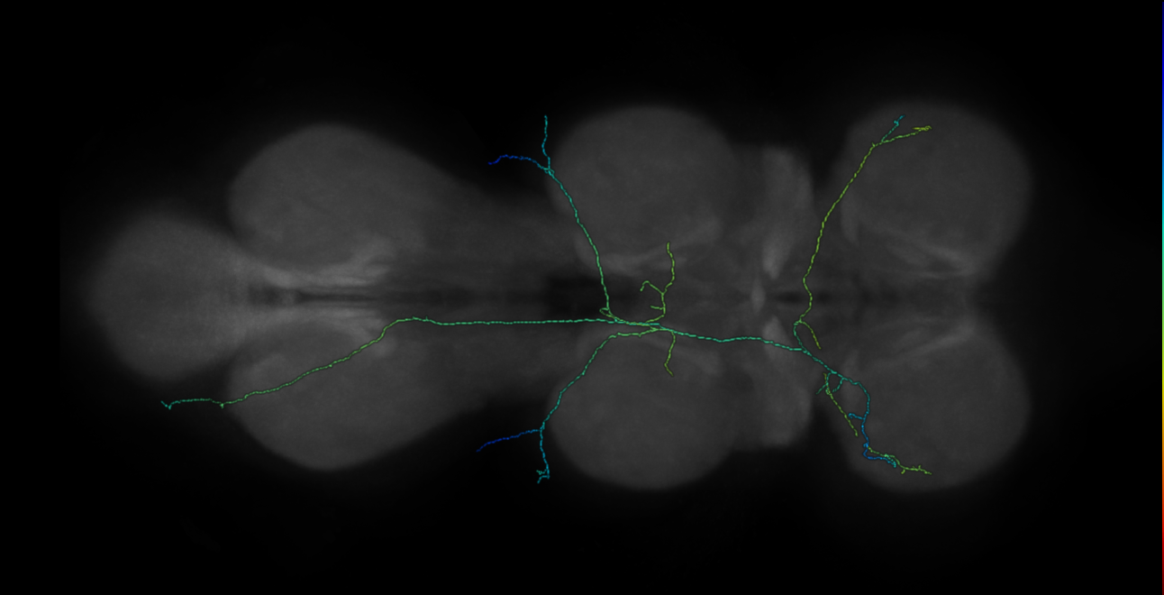 bilateral campaniform sensillum neuron - left T1 - R43C10 MCFO D1 (FANC:552050)