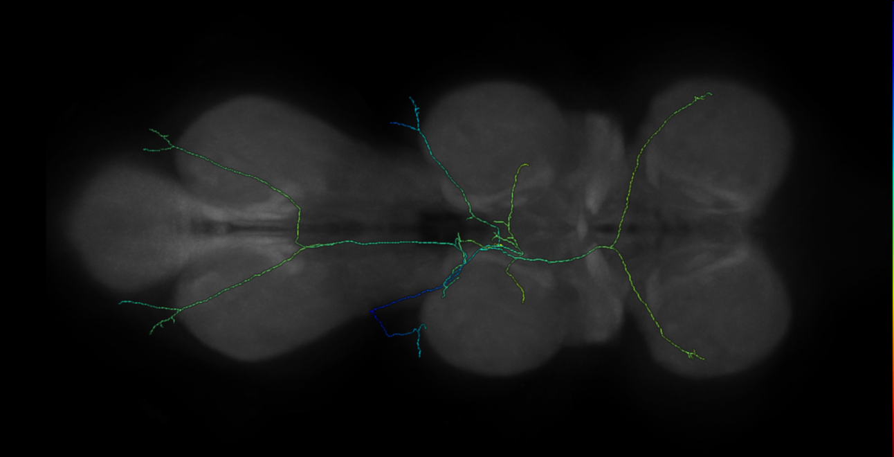 bilateral campaniform sensillum neuron - left T2 - R43C10 MCFO D1 (FANC:552070)