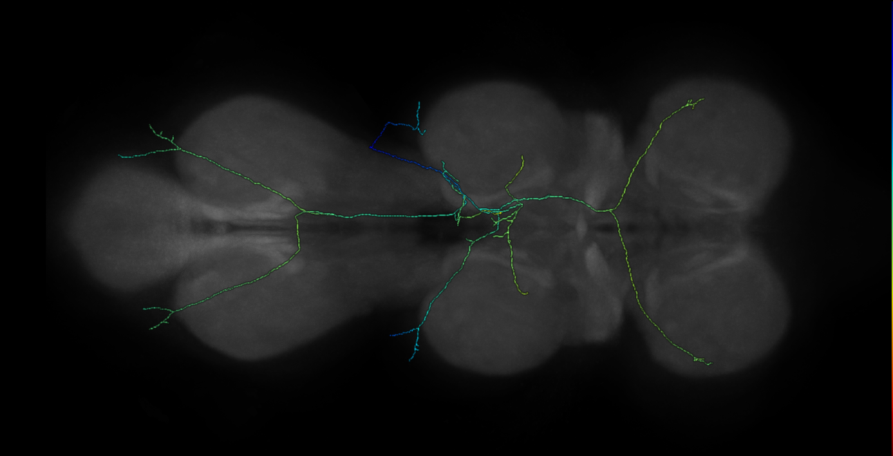 bilateral campaniform sensillum neuron of mesothoracic leg