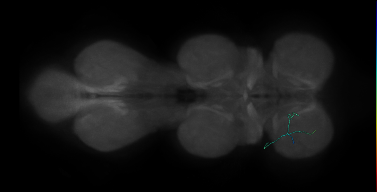 prothoracic femoral chordotonal claw neuron