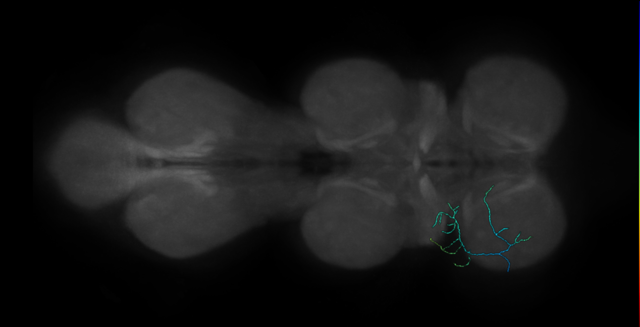 campaniform sensillum neuron - left T1 - 22E04 170426 L (FANC:559575)