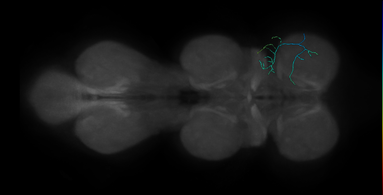 campaniform sensillum neuron - right T1 - 22E04 170426 L (FANC:559579)