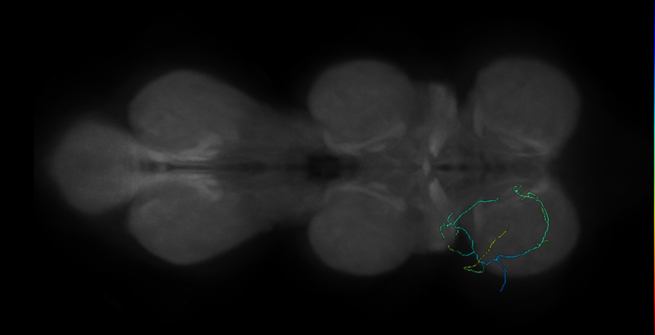 campaniform sensillum neuron - left T1 - 22E04 170426 R (FANC:559583)