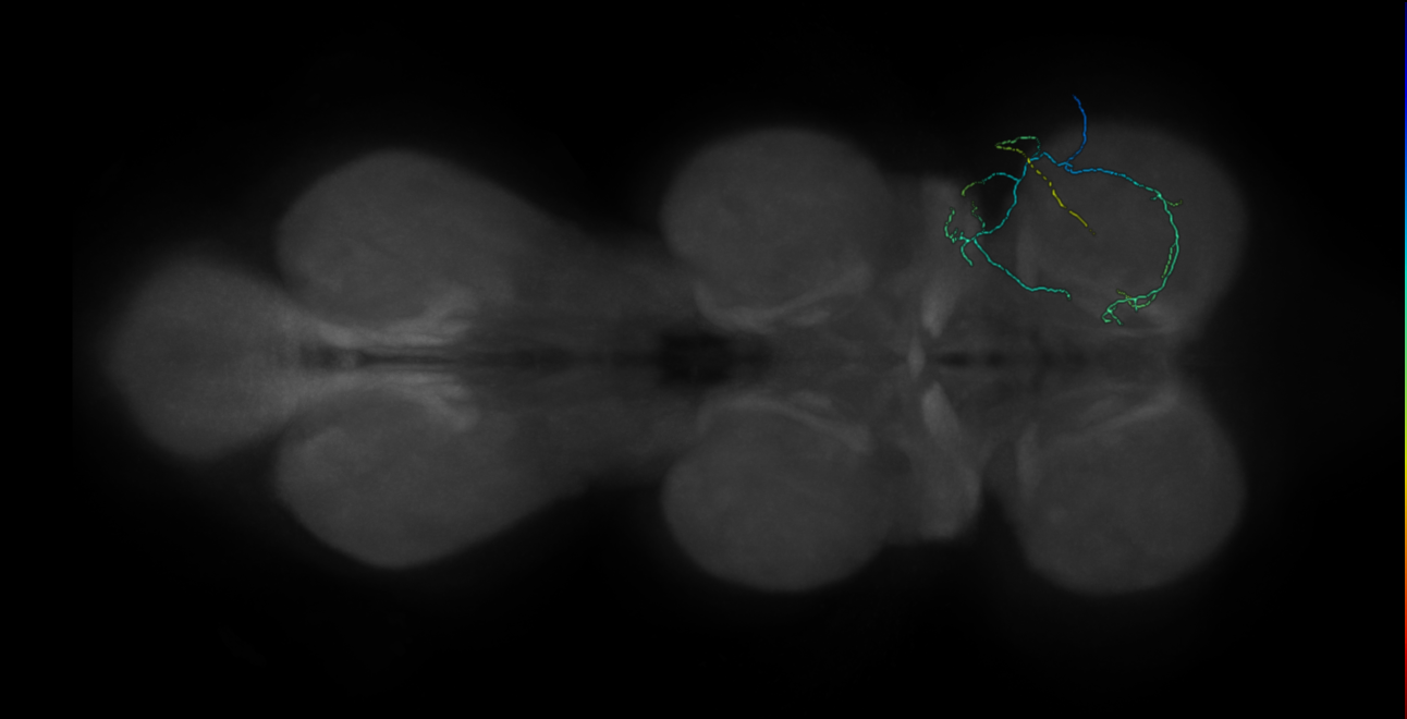 campaniform sensillum neuron - right T1 - 22E04 170426 R (FANC:559592)