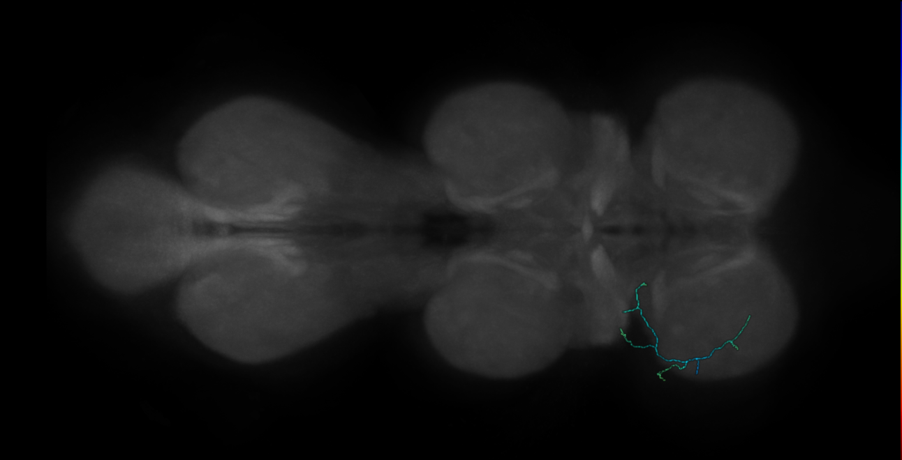 campaniform sensillum neuron - left T1 - R74F07 MCFO C5 L (FANC:563106)