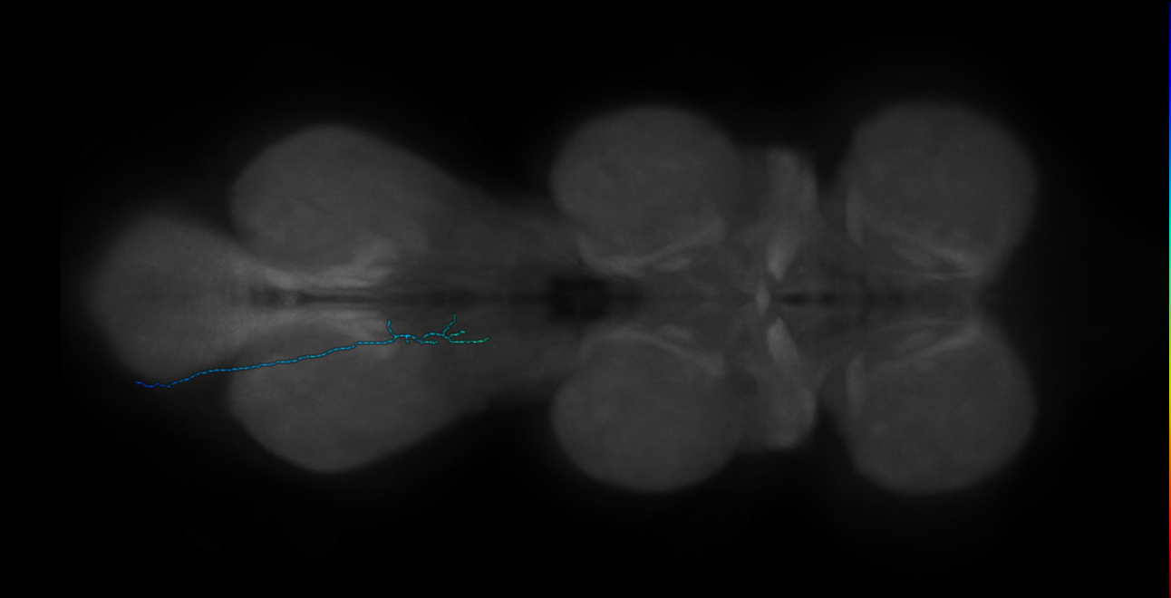 club chordotonal neuron - left T3 - R64C04 MCFO B2 red (FANC:570777)