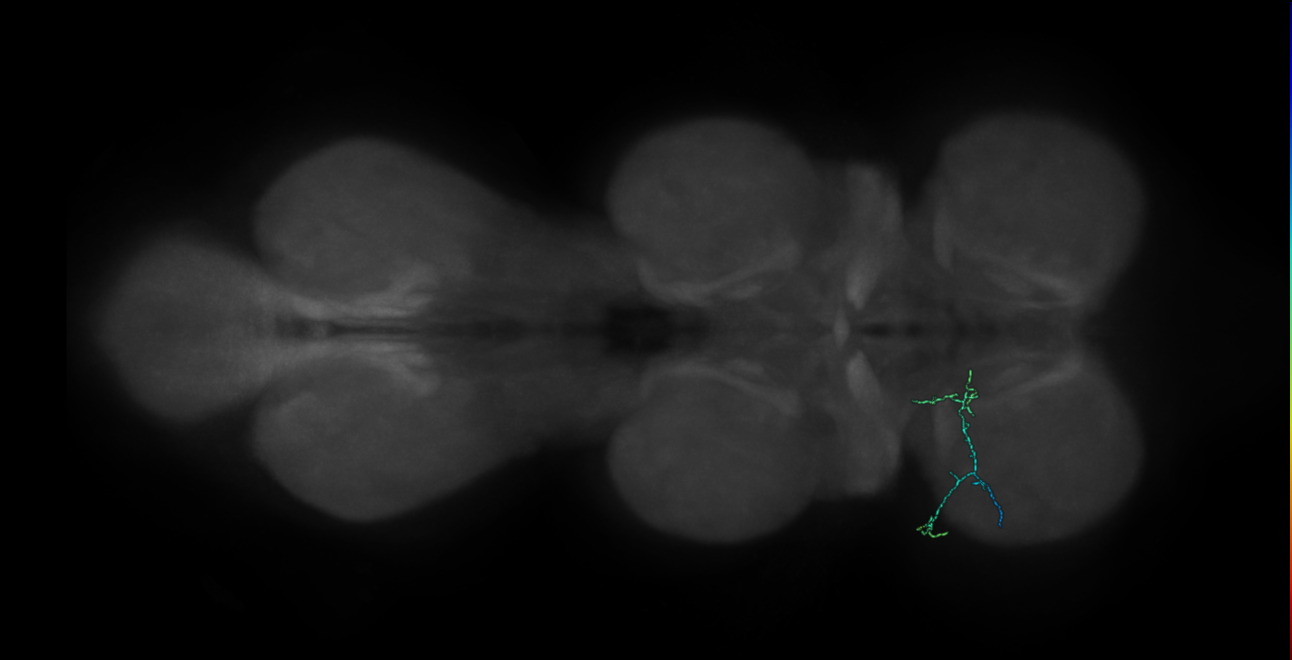hook chordotonal neuron - left T1 - R21D12 MCFO F2 (FANC:570806)