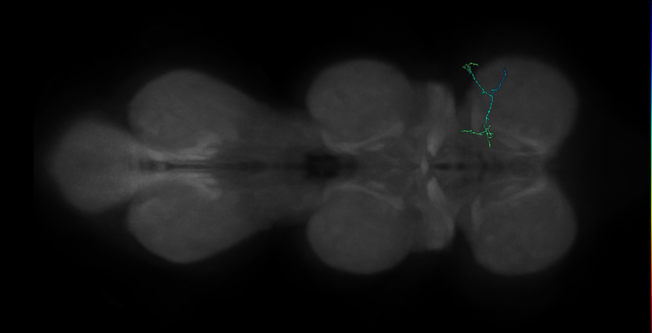 hook chordotonal neuron - right T1 - R21D12 MCFO F2 (FANC:570810)