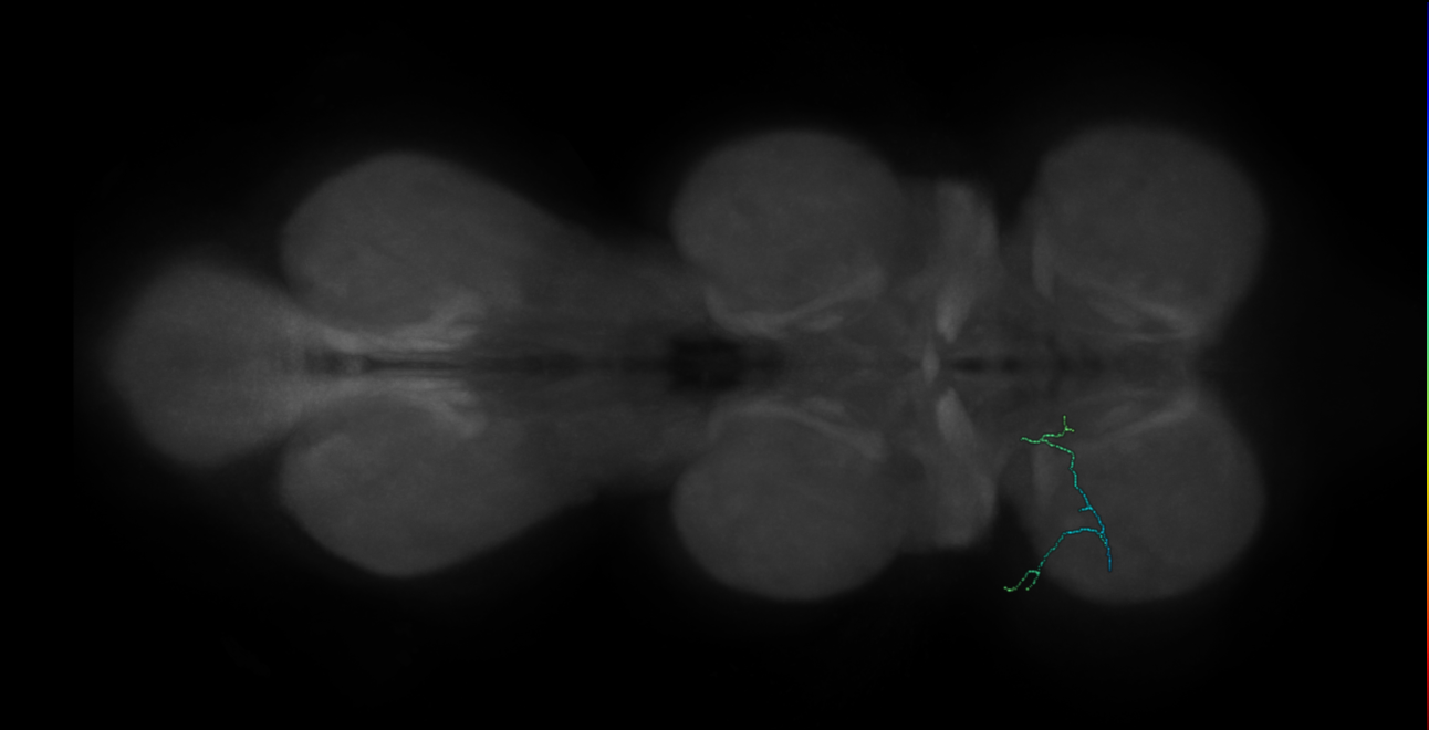 hook chordotonal neuron - left T1 - JR239 H2 L (FANC:575926)