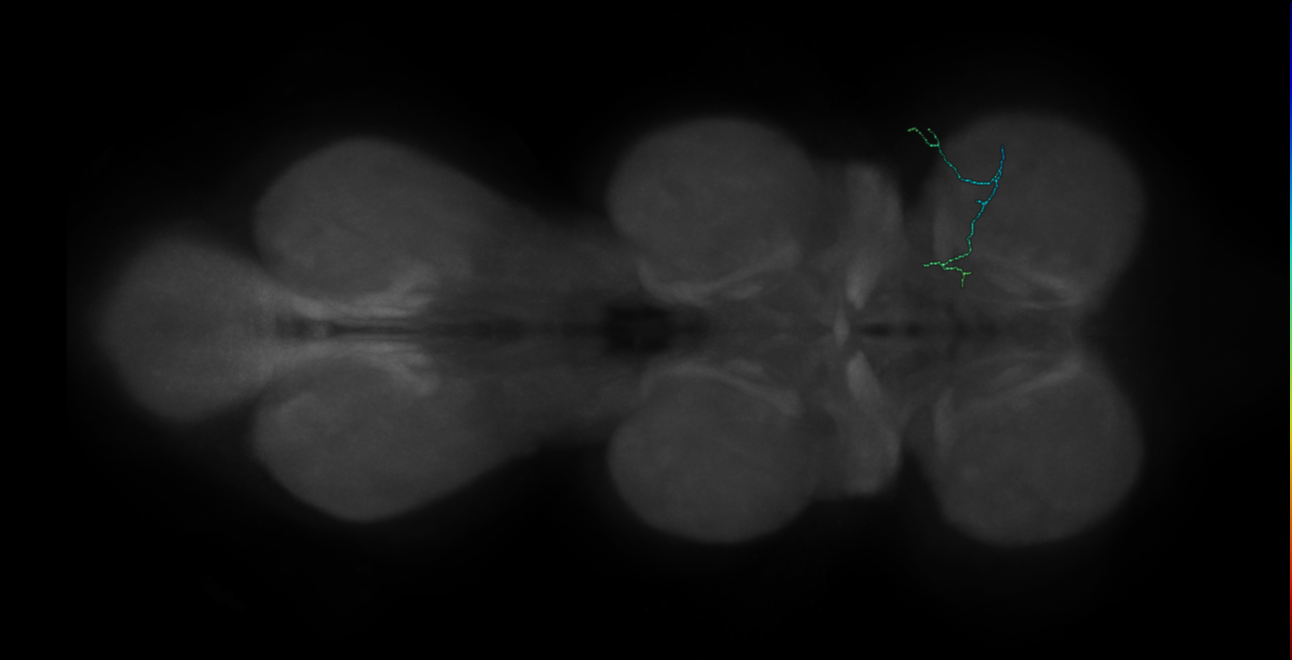 hook chordotonal neuron - right T1 - JR239 H2 L (FANC:575930)