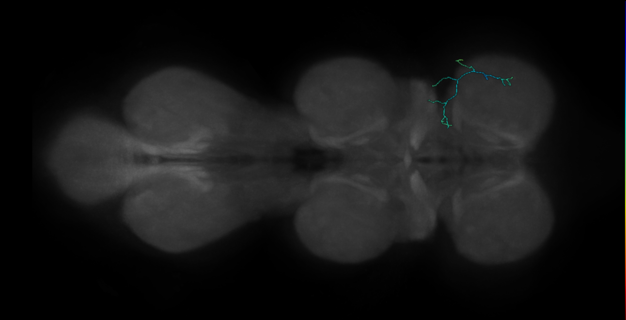 campaniform sensillum neuron - right T1 R74F07 MCFO C5 R (FANC:578374)