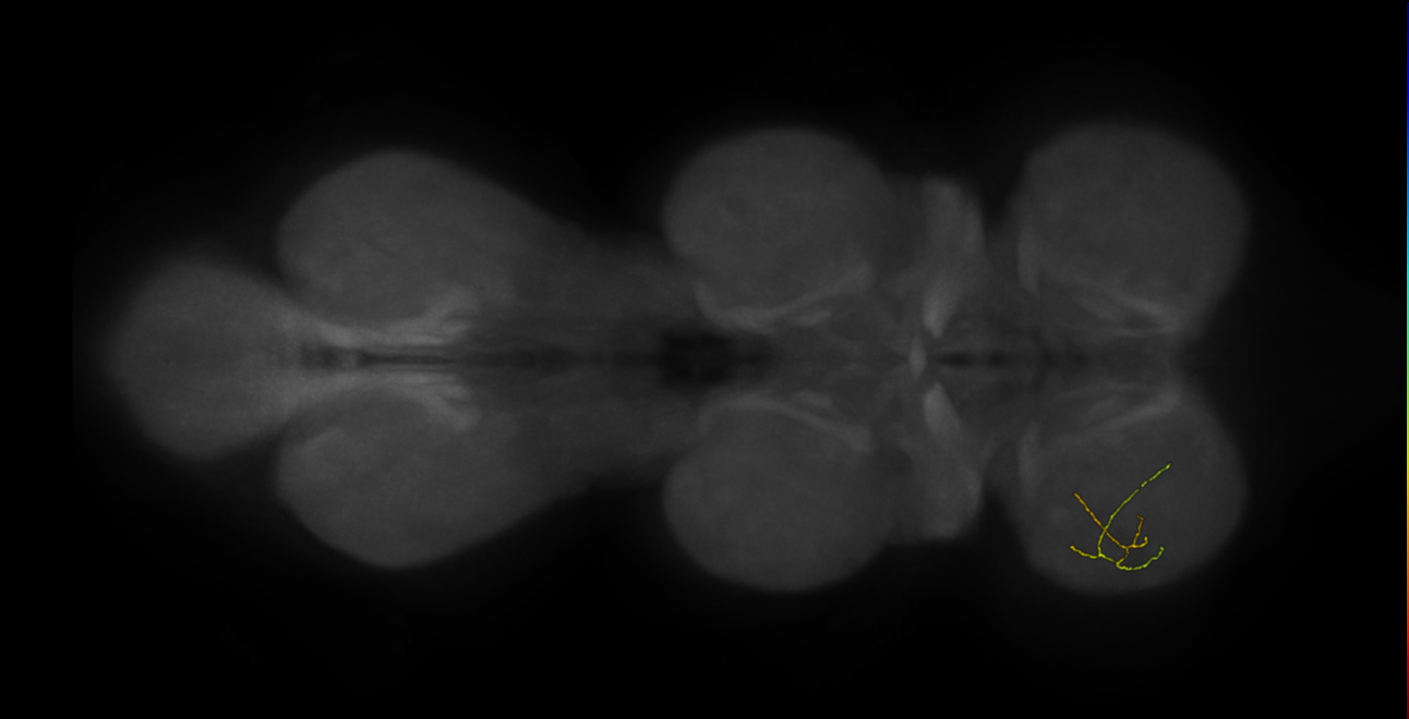 neuron 21244 - pruned by vol 109 (FANC:582039)