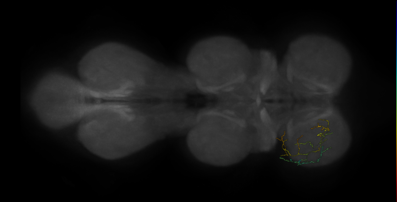 neuron 11817 - pruned by vol 109 (FANC:582075)