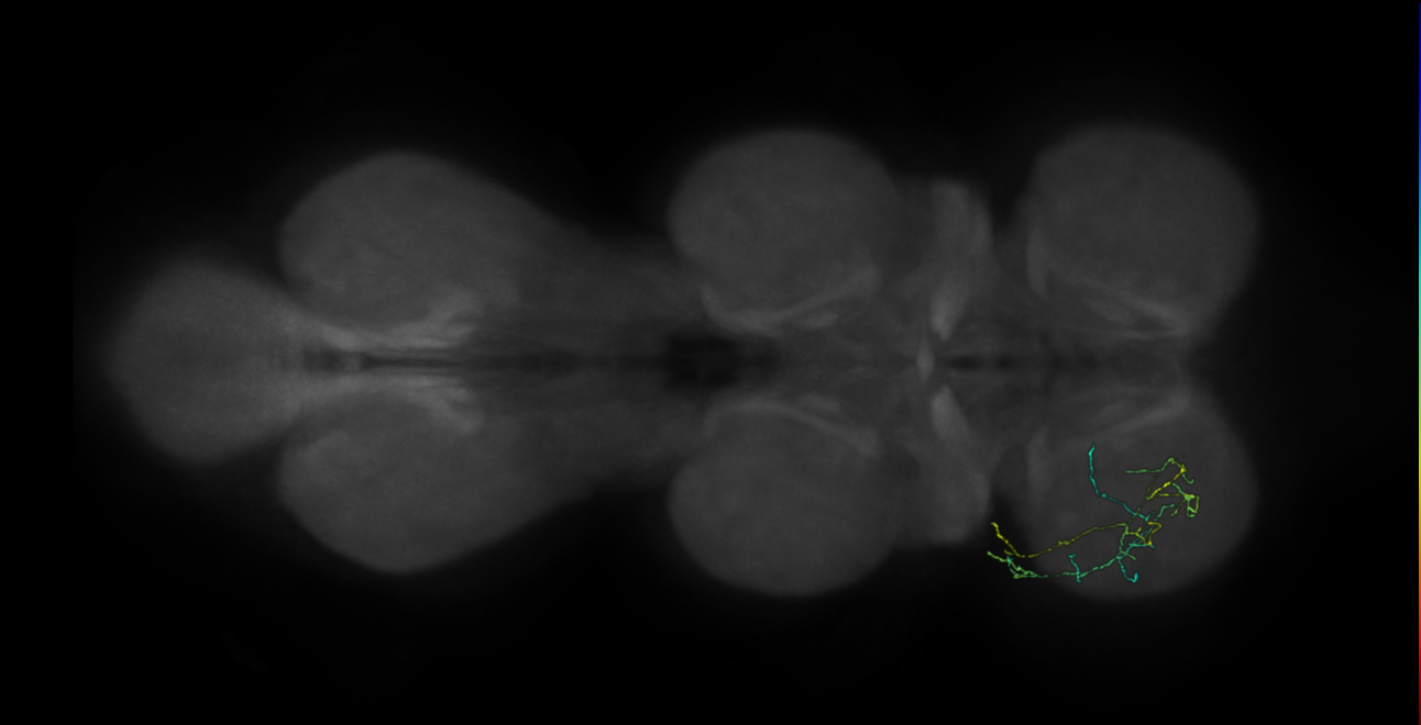 neuron 472 - pruned by vol 109 (FANC:582110)