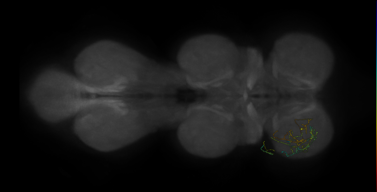 neuron 13031 - pruned by vol 109 (FANC:582129)
