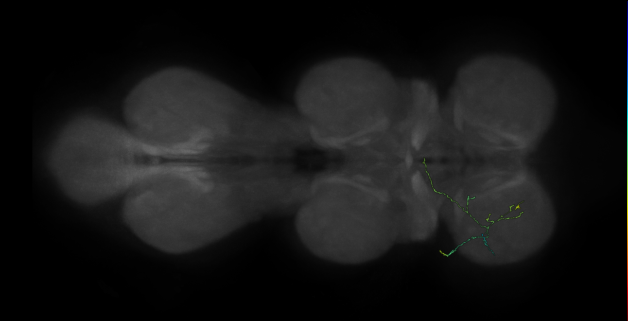 neuron 83815 - pruned by vol 109 (FANC:582164)