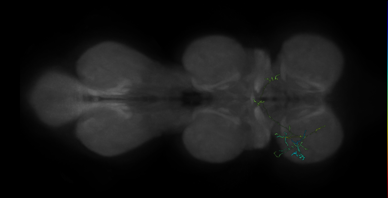 neuron 9009 - pruned by vol 109 (FANC:582243)