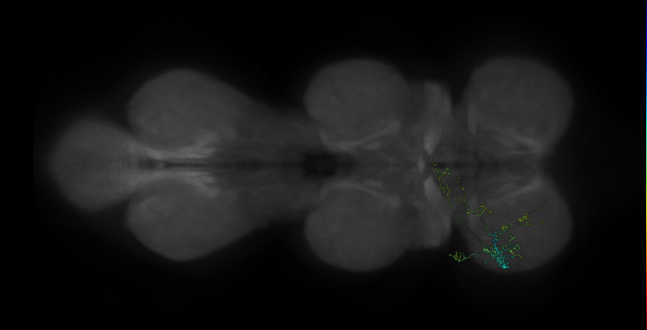 neuron 9005 - pruned by vol 109 (FANC:582293)