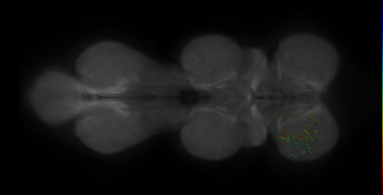 neuron 16857 - pruned by vol 109 (FANC:582561)
