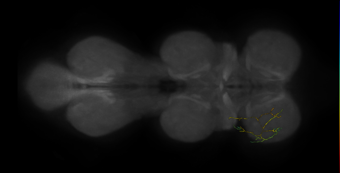 neuron 9797 - pruned by vol 109 (FANC:582695)