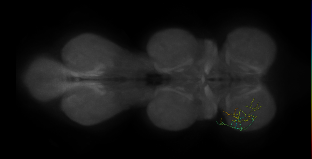 neuron 11802 - pruned by vol 109 (FANC:582715)
