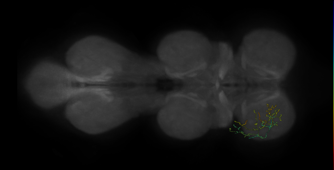 neuron 10377 - pruned by vol 109 (FANC:582771)