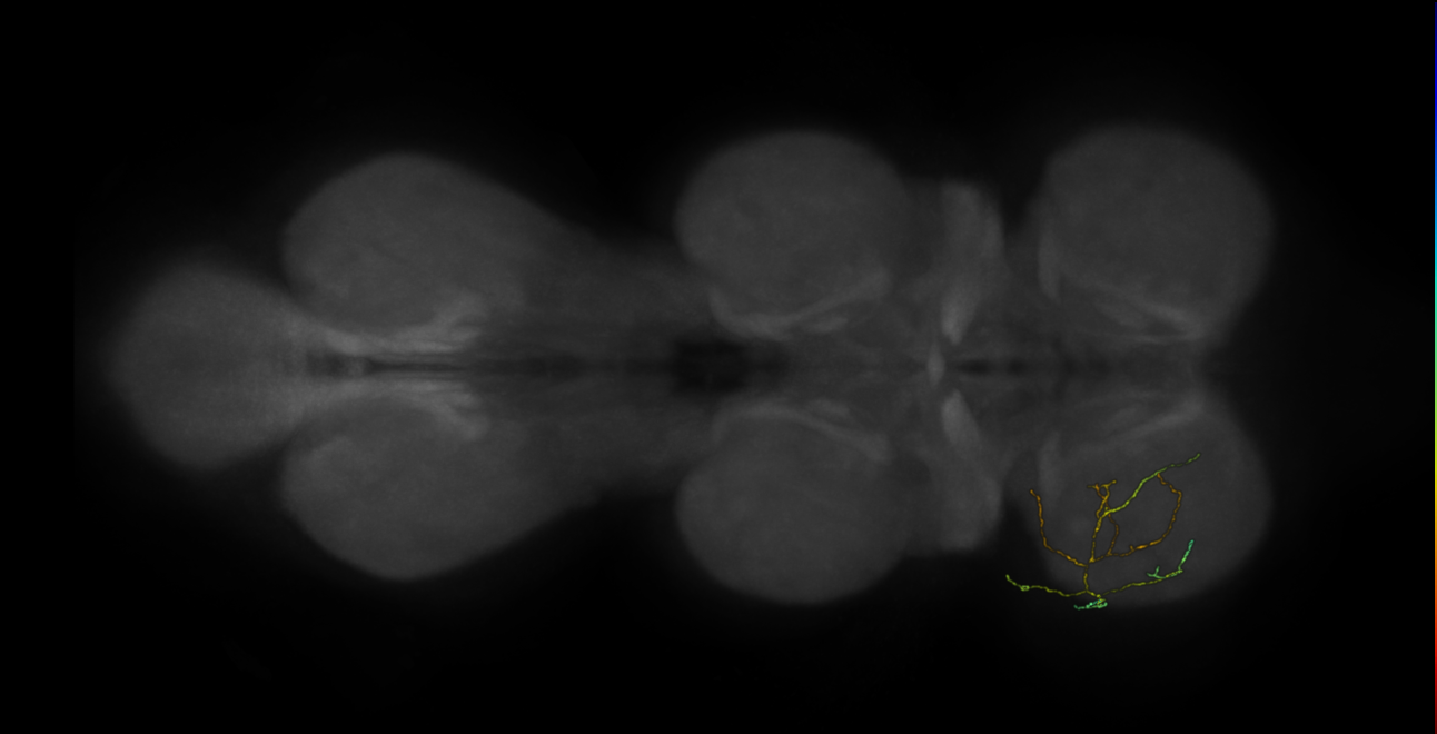 neuron 9857 - pruned by vol 109 (FANC:582813)