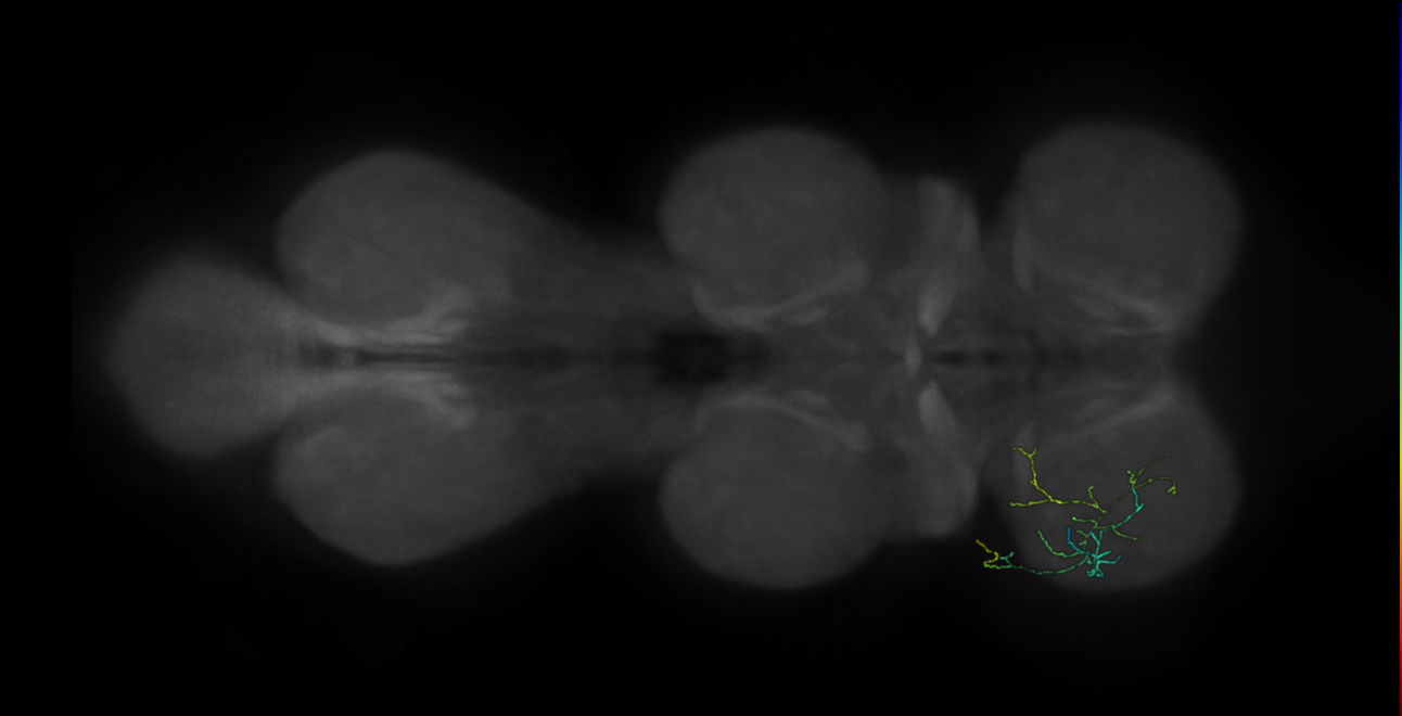 neuron 12262 - pruned by vol 109 (FANC:582830)