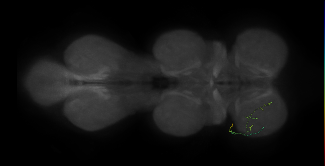 neuron 12243 - pruned by vol 109 (FANC:582909)