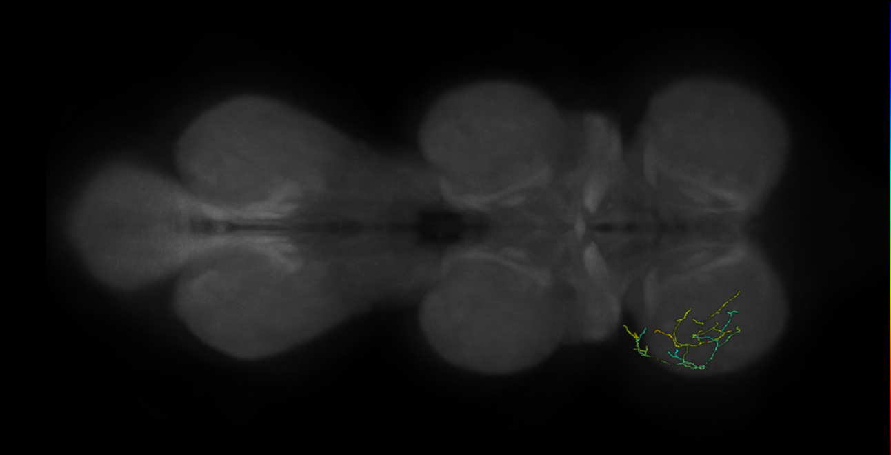 neuron 9755 - pruned by vol 109 (FANC:582947)