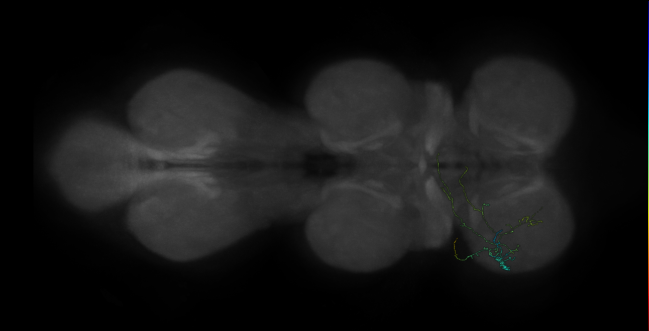 neuron 8992 - pruned by vol 109 (FANC:582965)