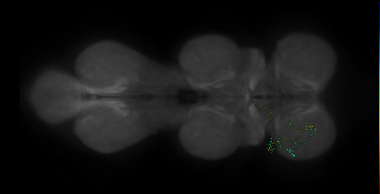 neuron 468 - pruned by vol 109 (FANC:583083)