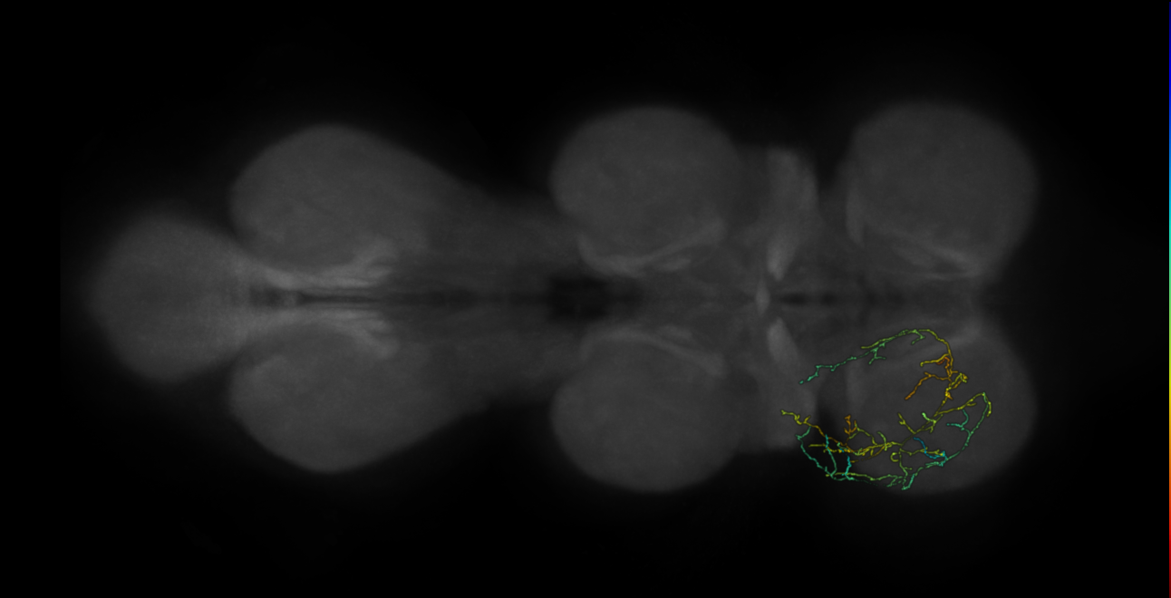 neuron 9029 - pruned by vol 109 (FANC:583148)