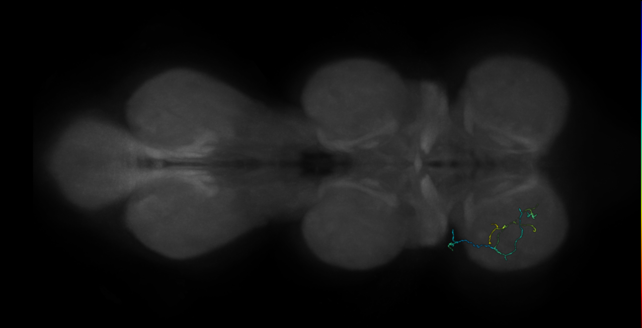 neuron 9557 - pruned by vol 109 (FANC:583435)